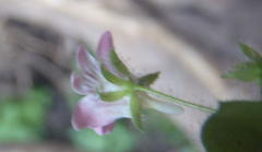 Nemesia deflexa