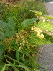 Urtica dioica