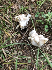 Helvella crispa