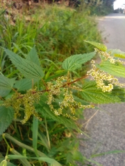 Urtica dioica