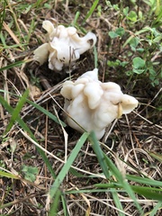 Helvella crispa
