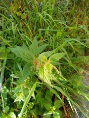 Urtica dioica