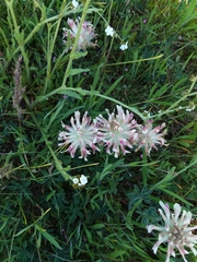 Trifolium macrocephalum