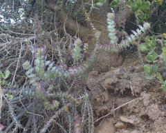 Crassula perforata perforata