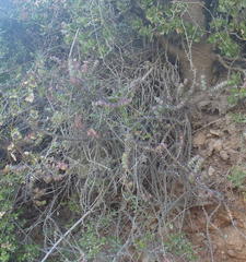 Crassula perforata perforata