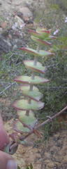 Crassula perforata perforata