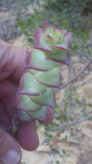 Crassula perforata perforata