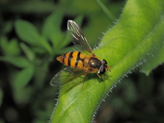 Epistrophe ochrostoma