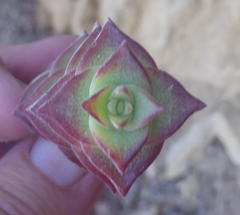 Crassula perforata perforata