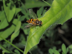 Epistrophe ochrostoma