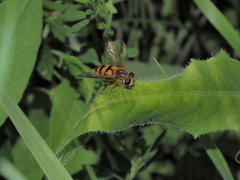 Epistrophe ochrostoma