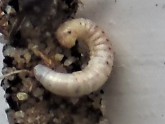 Dahlica triquetrella