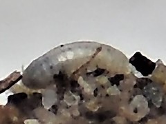 Dahlica triquetrella