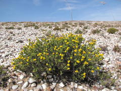 Oedera silicicola