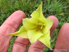 Gladiolus longicollis