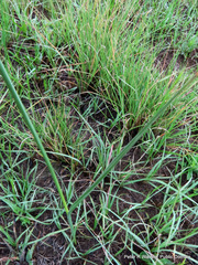 Gladiolus longicollis