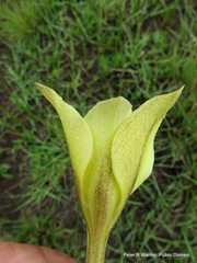 Gladiolus longicollis