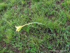 Gladiolus longicollis