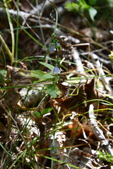 Adenophora divaricata