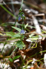 Adenophora divaricata