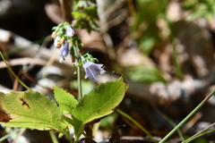 Adenophora divaricata