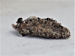 Dahlica triquetrella