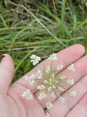 Daucus carota