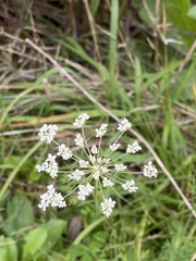 Daucus carota