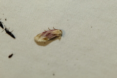 Chamaeclea basiochrea