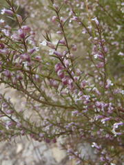 Muraltia juniperifolia