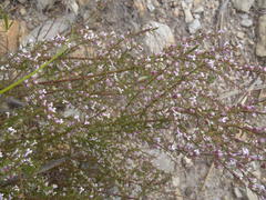 Muraltia juniperifolia