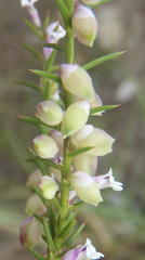 Muraltia juniperifolia