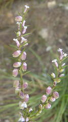 Muraltia juniperifolia