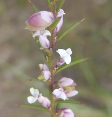 Muraltia juniperifolia