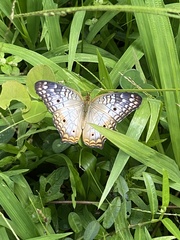 Anartia