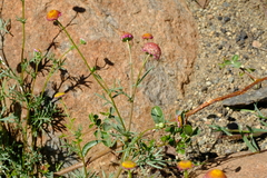 Lasiospermum brachyglossum
