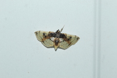 Compacta hirtalis