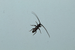 Geropa concolor