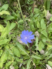 Cichorium intybus