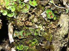 Solorina saccata