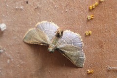 Hypsopygia nostralis