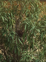 Turdus merula