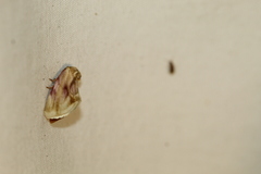 Chamaeclea basiochrea
