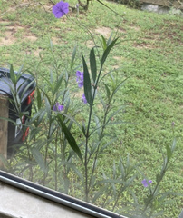 Ruellia simplex image