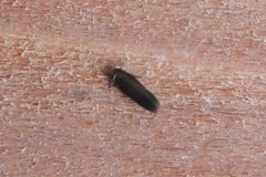 Periploca nigra