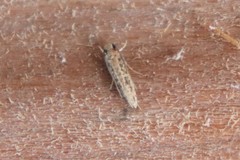 Cephitinea obscurostrigella