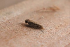 Cephitinea obscurostrigella