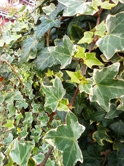 Hedera helix