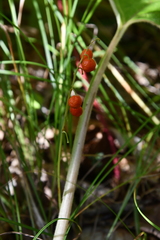 Convallaria keiskei