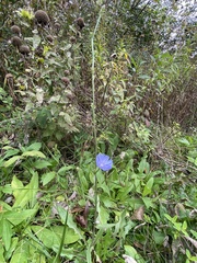 Cichorium intybus